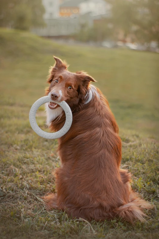 a dog sitting on the ground holding a frisbee in his mouth