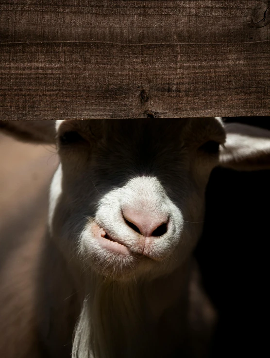 a brown and white goat hiding behind a wooden fence