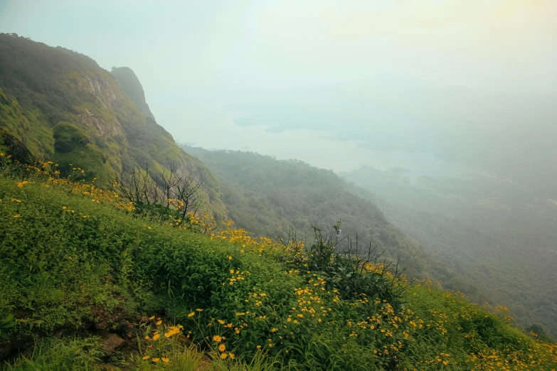 the hillside in the fog is covered with bright flowers