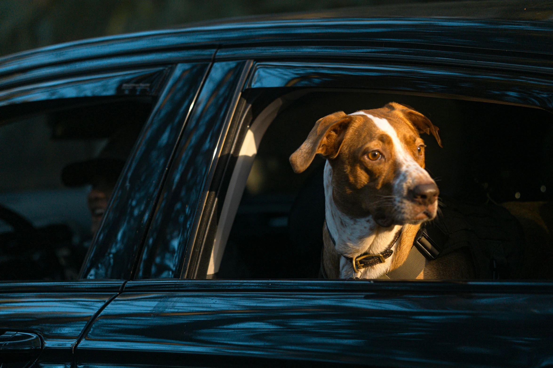 a dog looking out of a car window