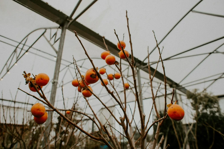 nches with fruits hanging in front of building