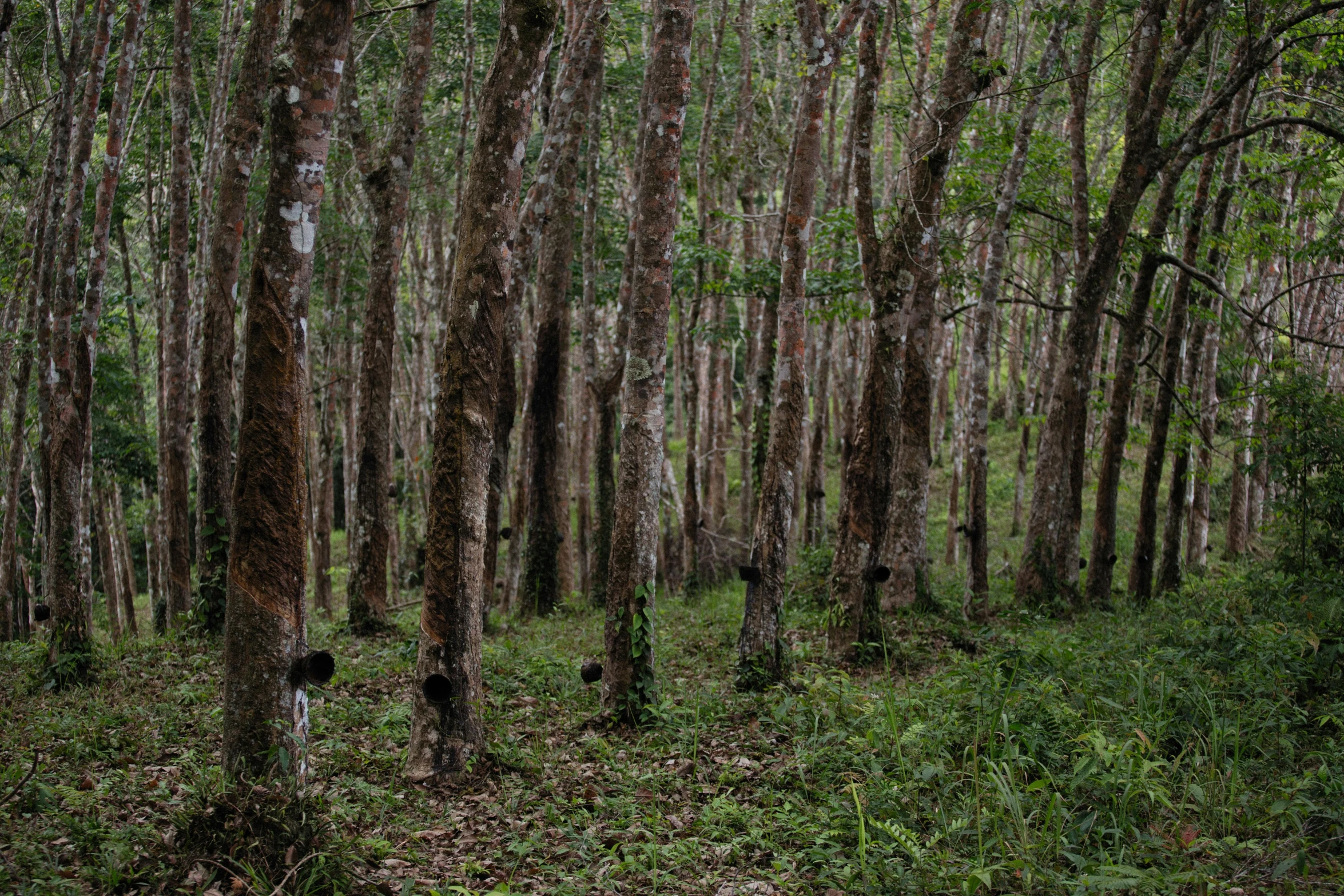 the woods are mostly covered by thin trees