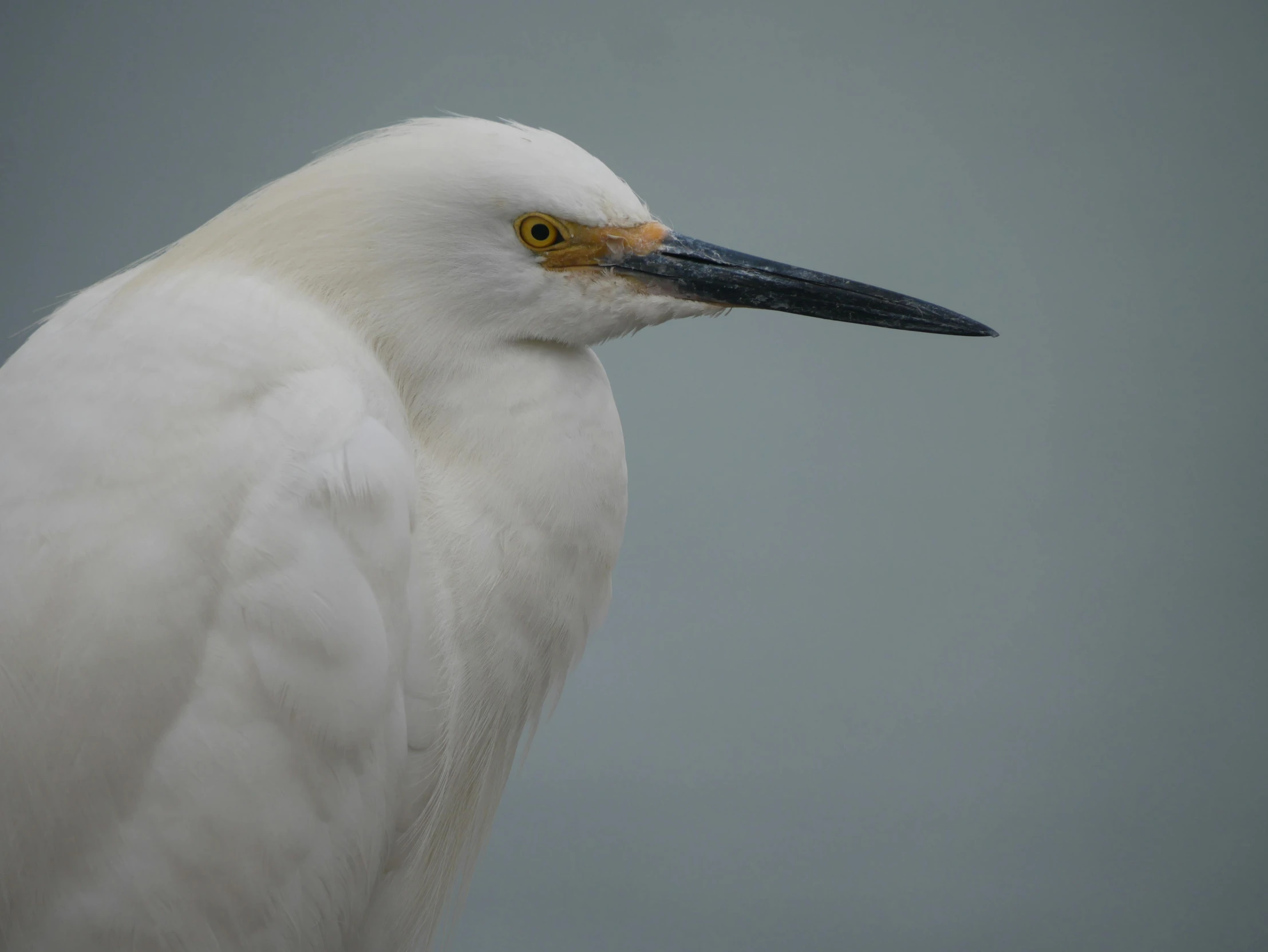 a large white bird with yellow eye and long beak