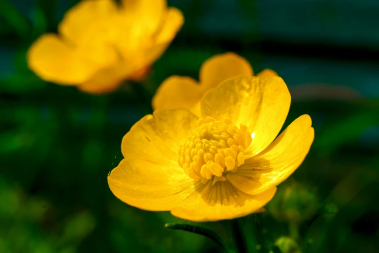 the beautiful yellow flowers look like they could be blooming in the garden