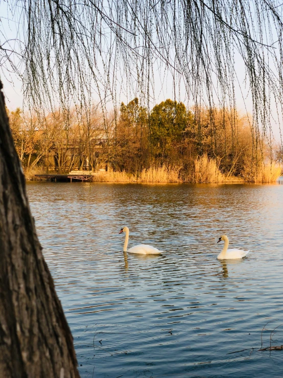 two swans swimming on a lake next to a tree