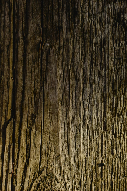 the bark of a tree with brown streaks