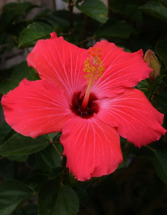 pink flower on a green plant outside