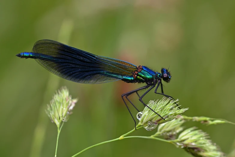 a blue and black dragon fly is perched on top of some grass