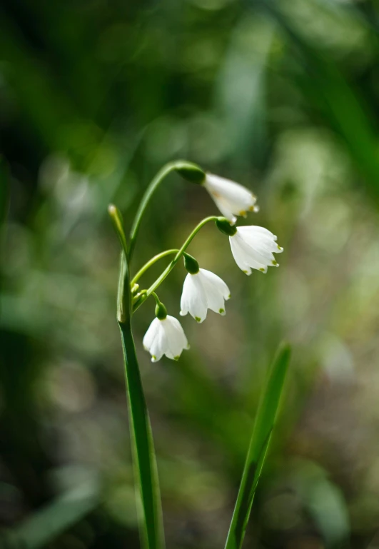 two flowers with one single stem still bloom