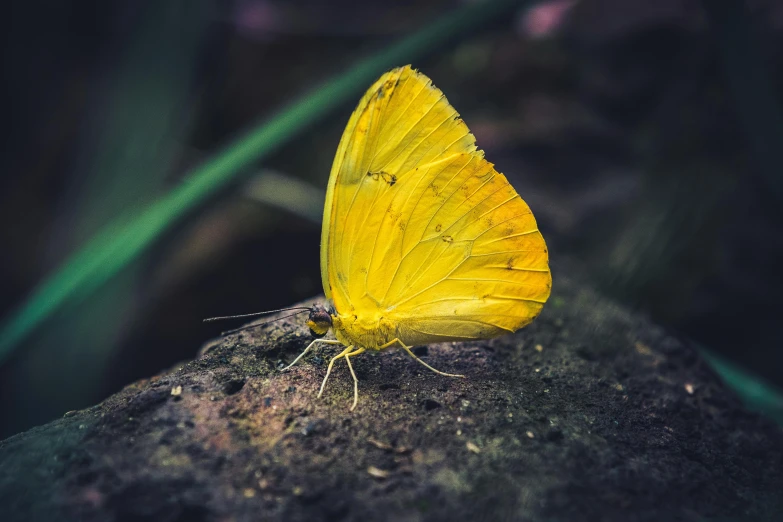 the small erfly is on top of the rocks