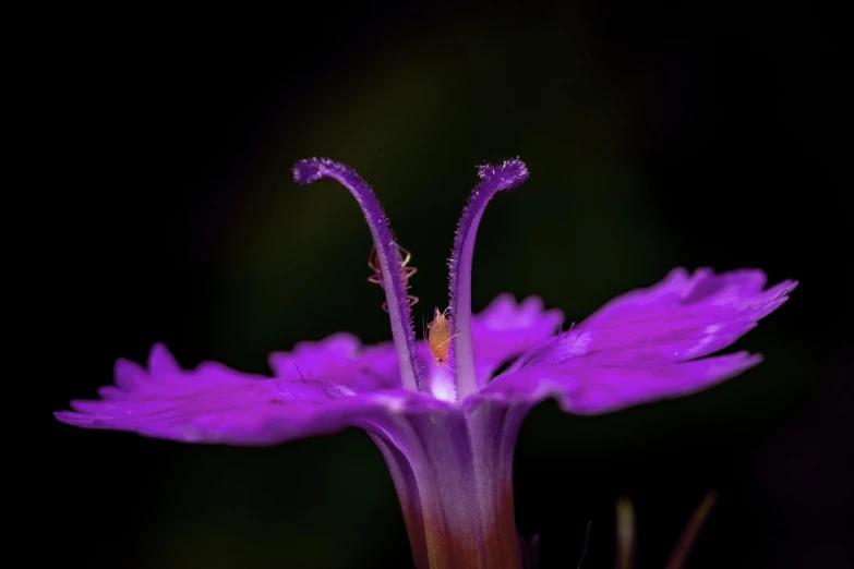 a purple flower that has a tiny bug sitting on it