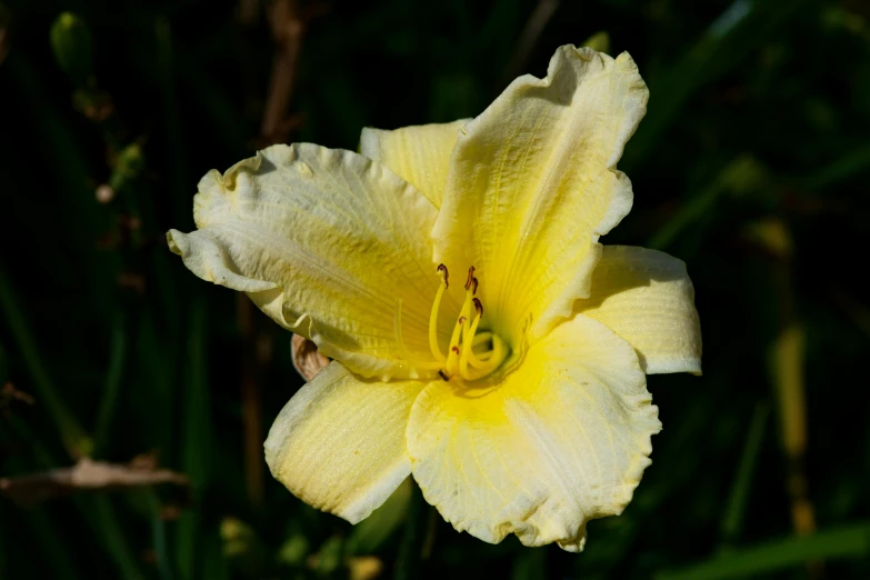 a large yellow flower is seen against the dark background