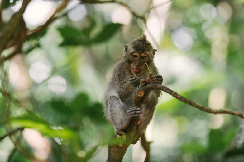 a monkey that is on a tree limb