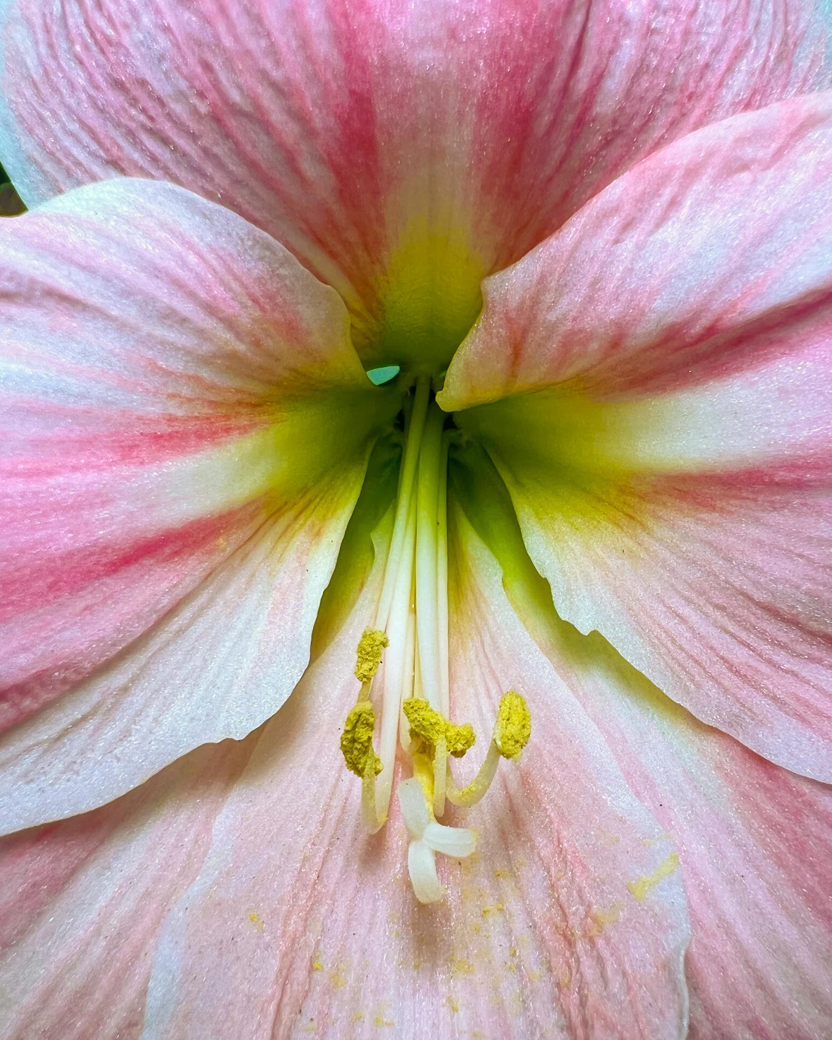 a large pink flower with white stamen and yellow stamen