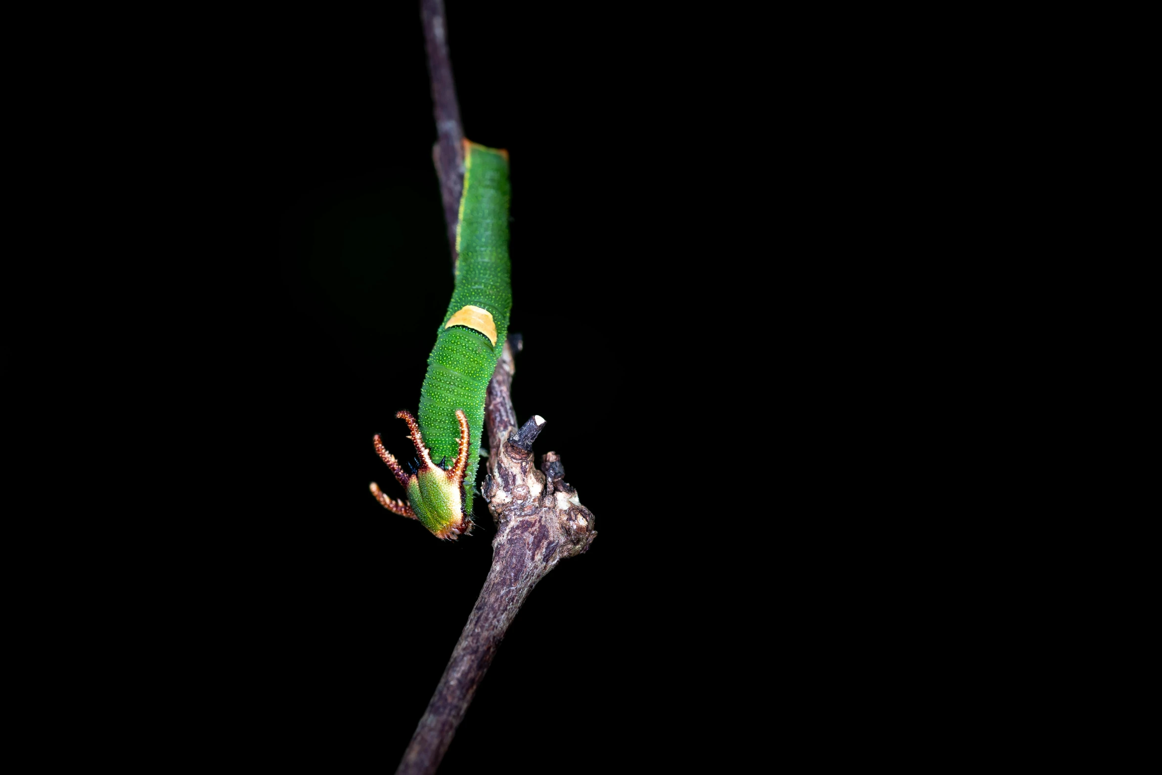 a small frog on top of a tree nch