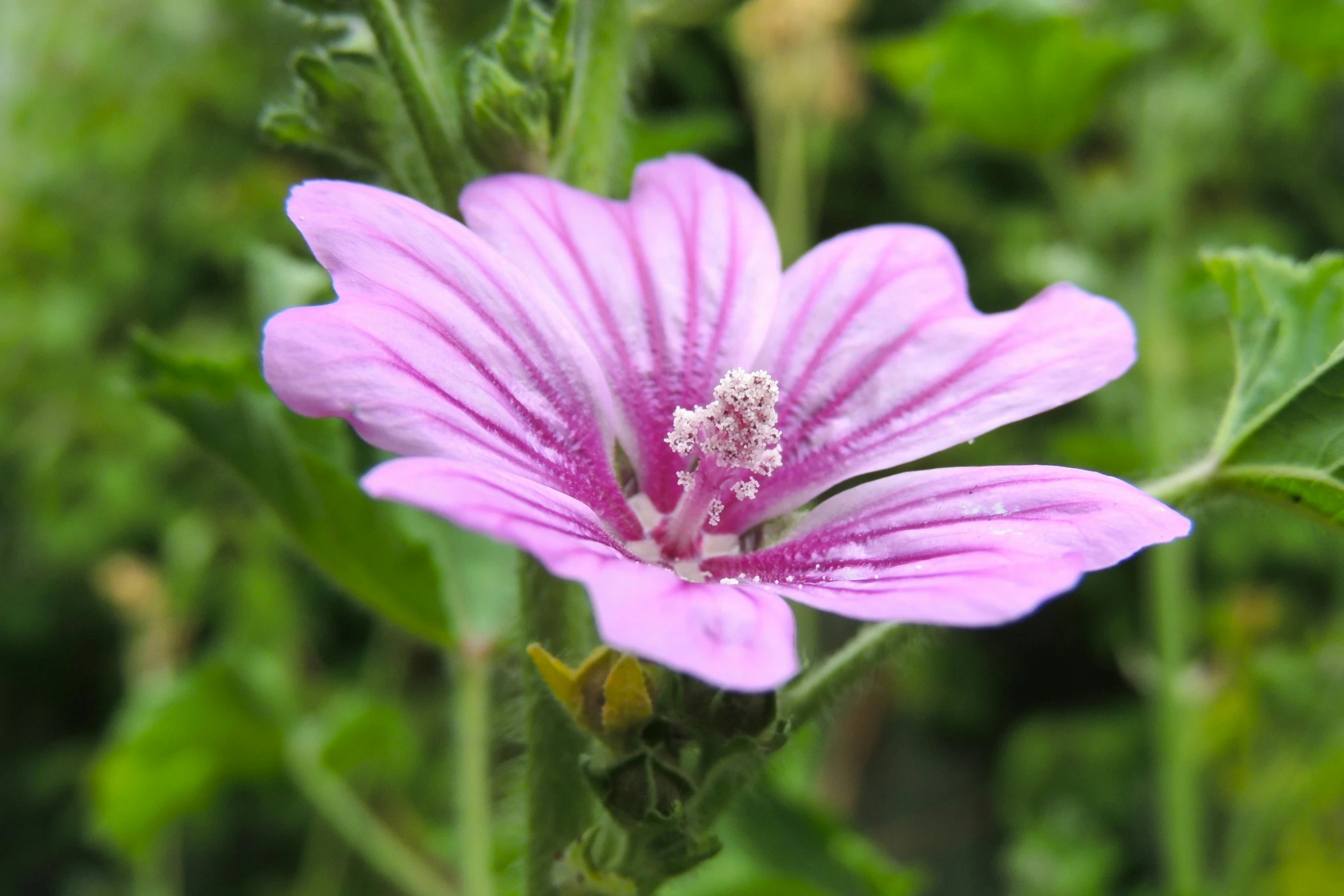 a small purple flower is standing on the ground