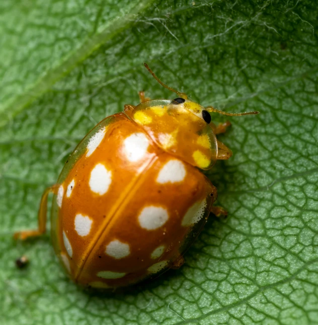 an image of a bug on a leaf