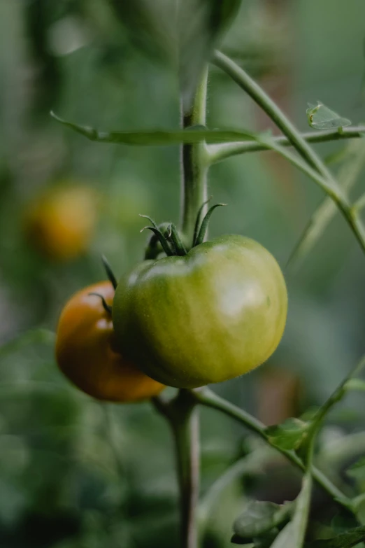 green tomatoes growing on the plant in the garden