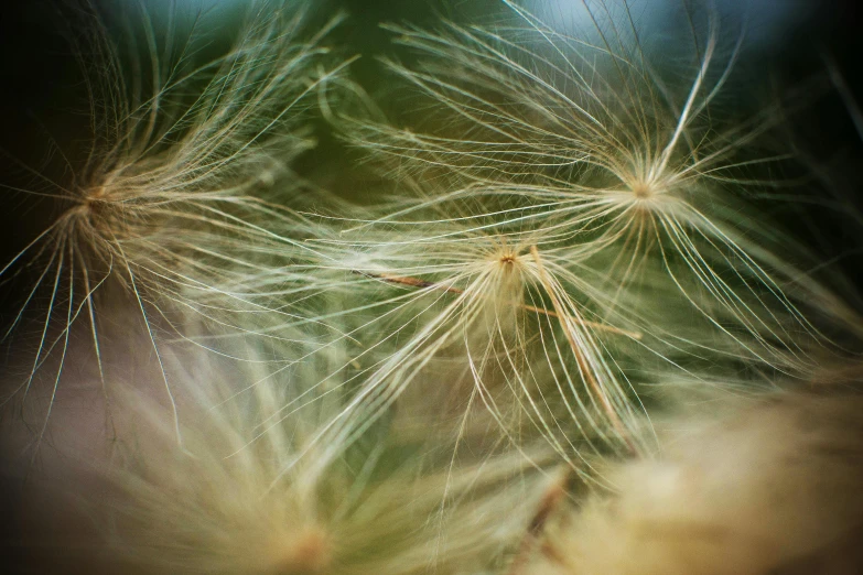 a pograph taken of a dandelion with bright lights