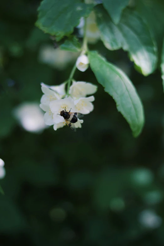 a bee is sitting on the stem of a flower