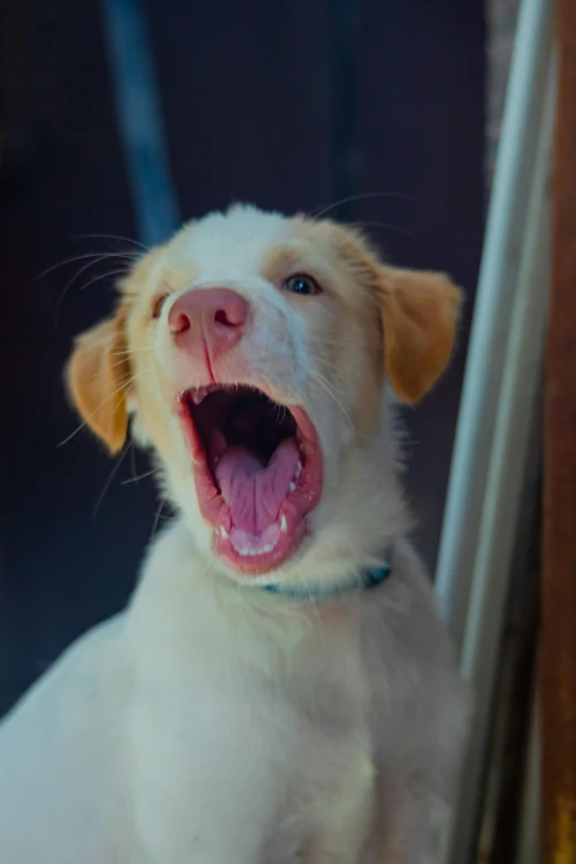 an orange and white dog yawns as it looks at its reflection in the window