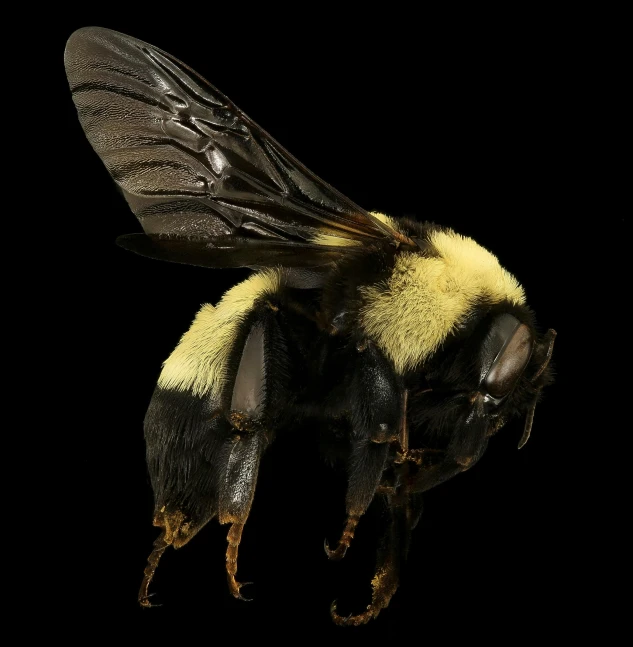 a bee that is standing in the dark