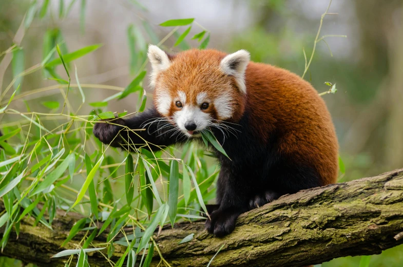 a red panda is chewing on some grass