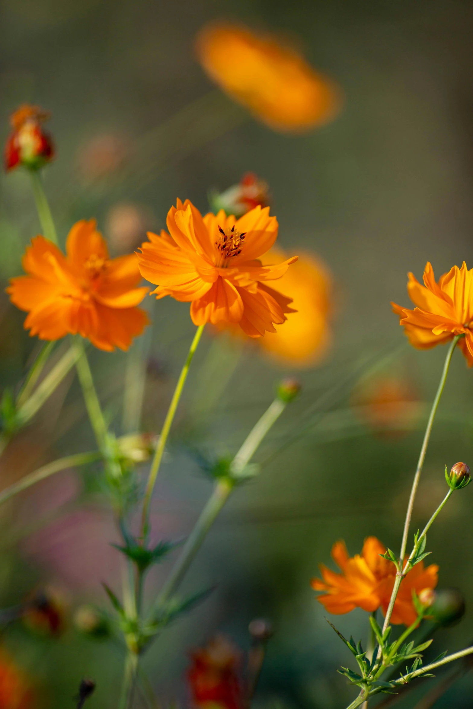 a bunch of orange flowers are in the wild