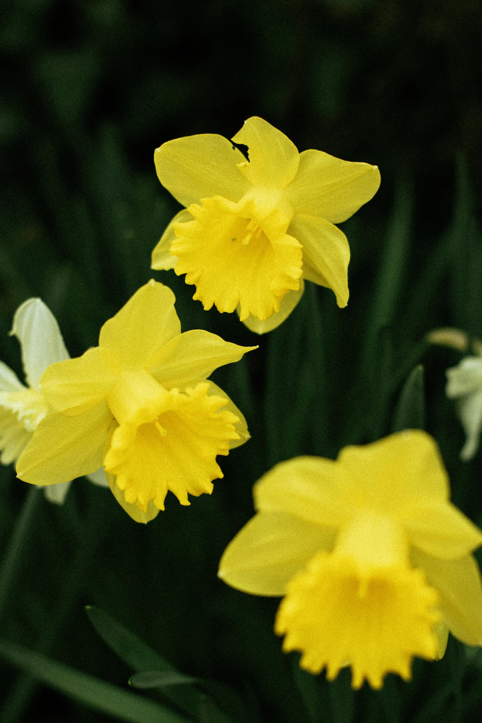 some yellow flowers are growing next to each other