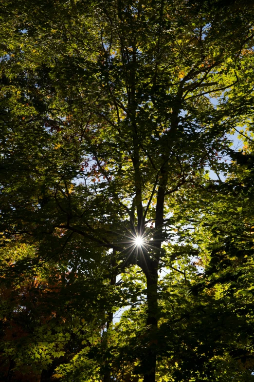 sun shines through trees that have green leaves