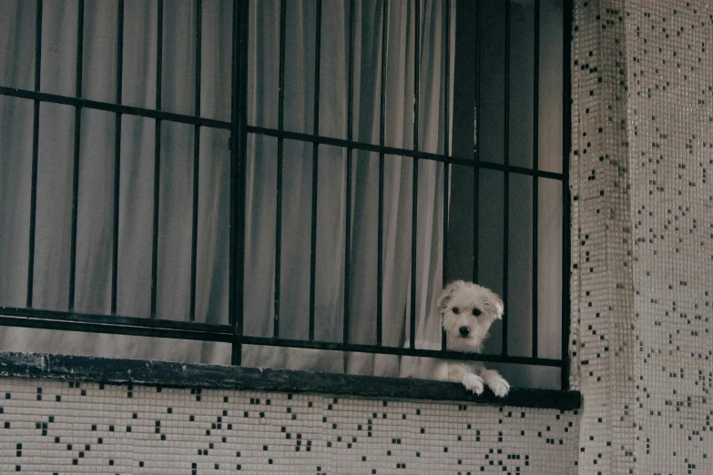 a dog is peeking out of the open window