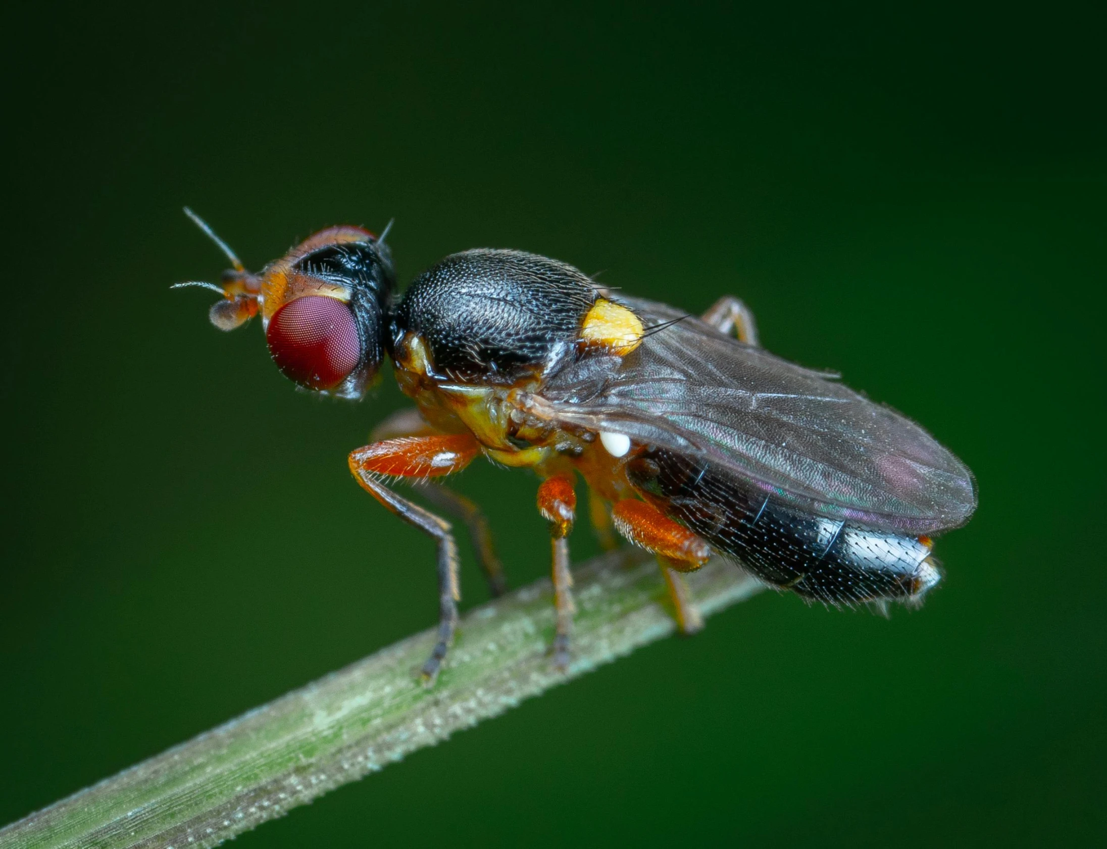 two colorful flys mating on a green plant stem