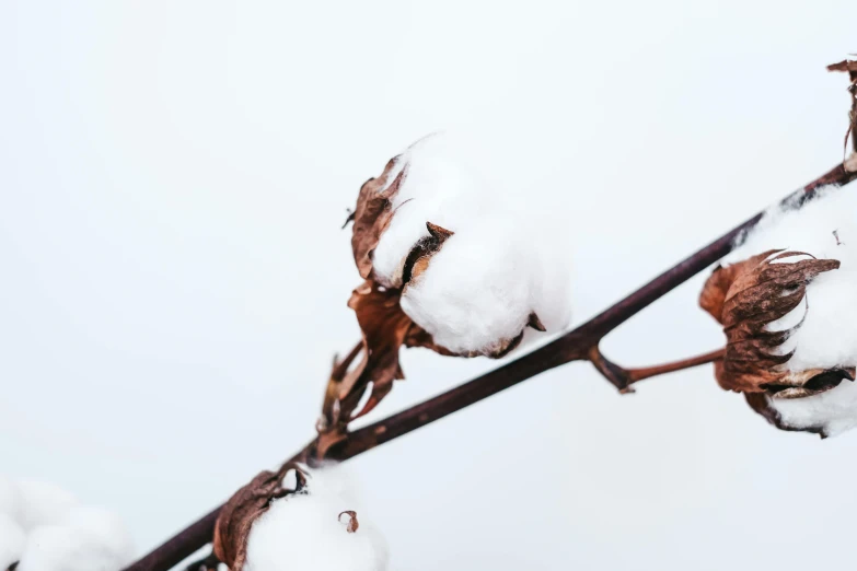 cotton plant with fuzzy, white flowers against a grey sky