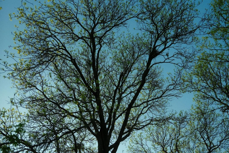 an airplane flies past the top of a tree