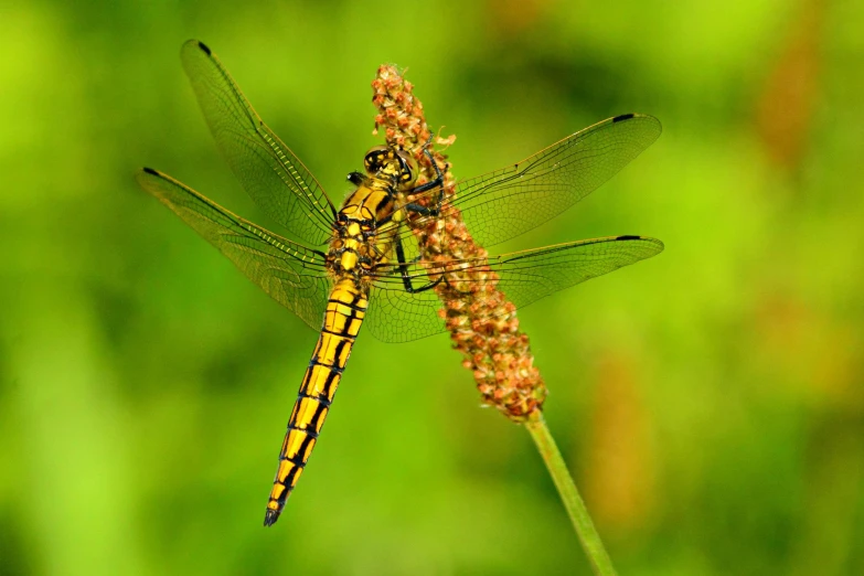 a dragonfly perched on top of a stalk of flower