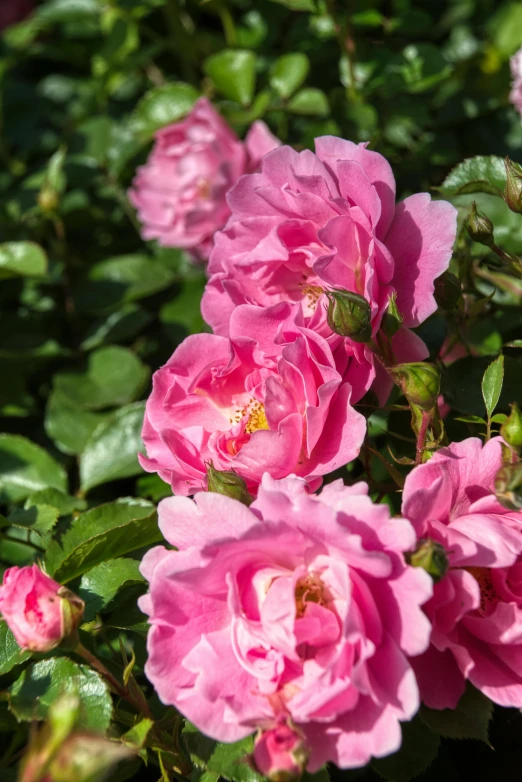 several pink roses are in bloom by some green leaves