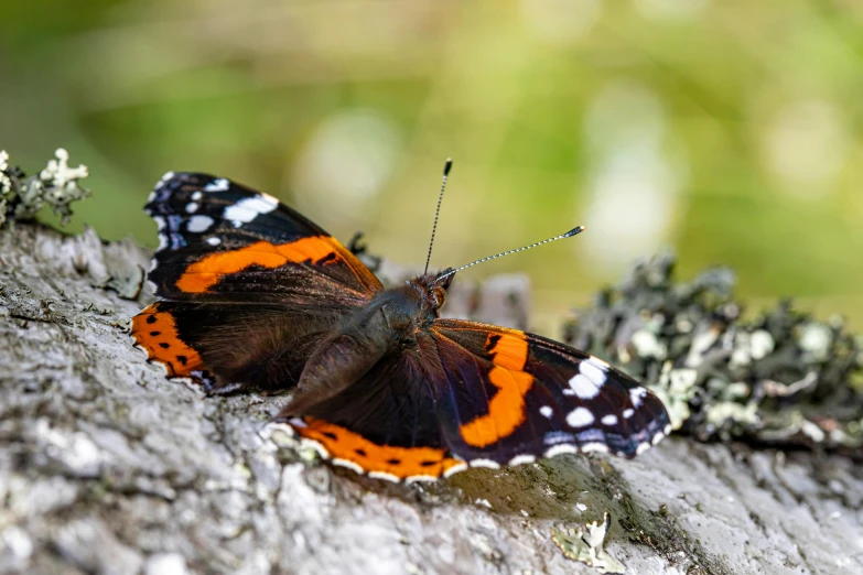 two erflies with orange and white wings on the tree