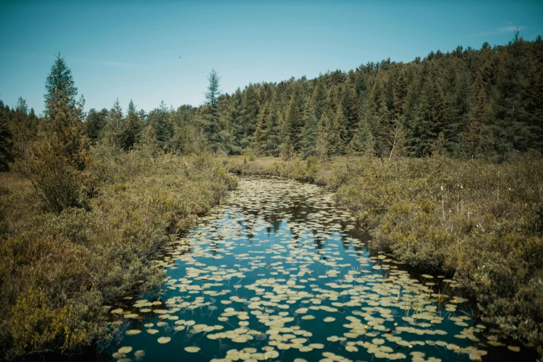 a river runs through a lush, wooded area