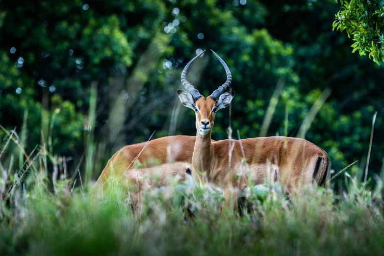 two impurs in the jungle, some with horns and a tree in the background