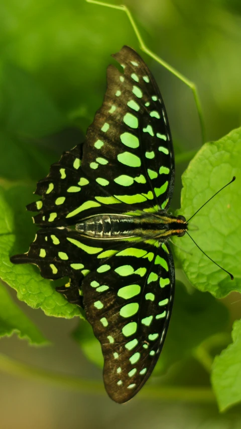 green and black erfly on a green leaf