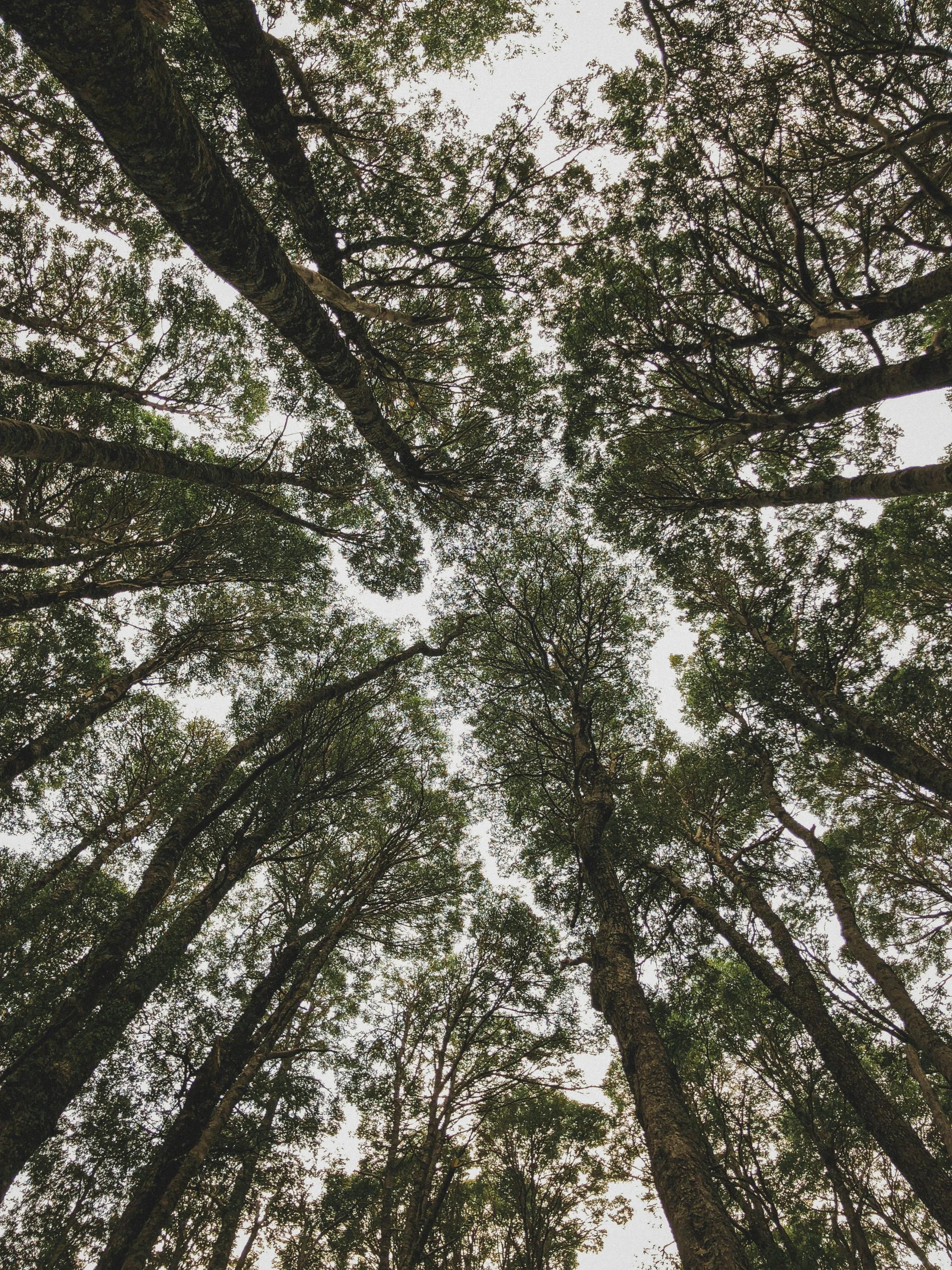 a group of trees looking up from their crowns