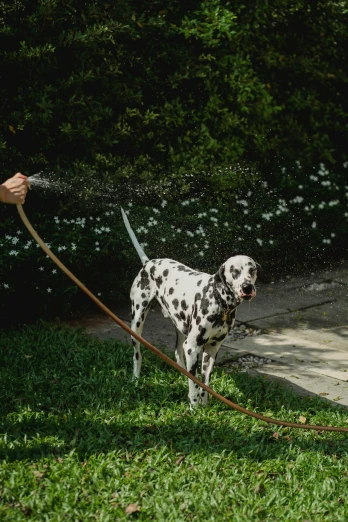 a person spraying water on a spotted dog