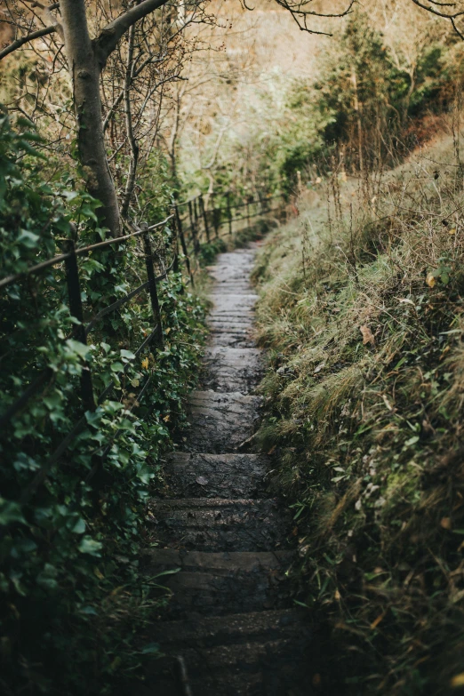 a trail is surrounded by brush and trees