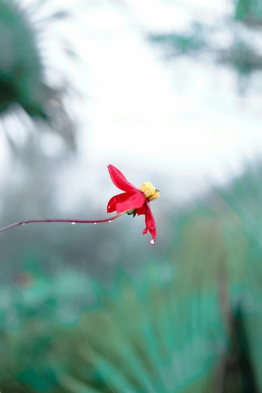 a red flower that is sitting on a string