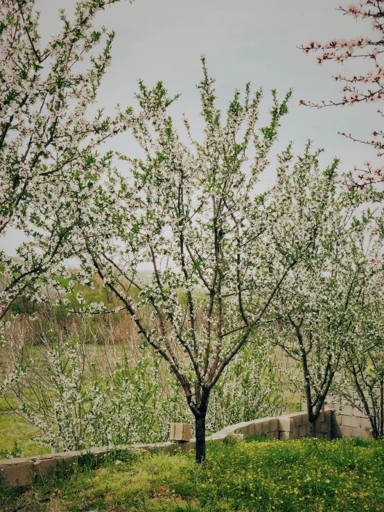 small green trees in a grassy field