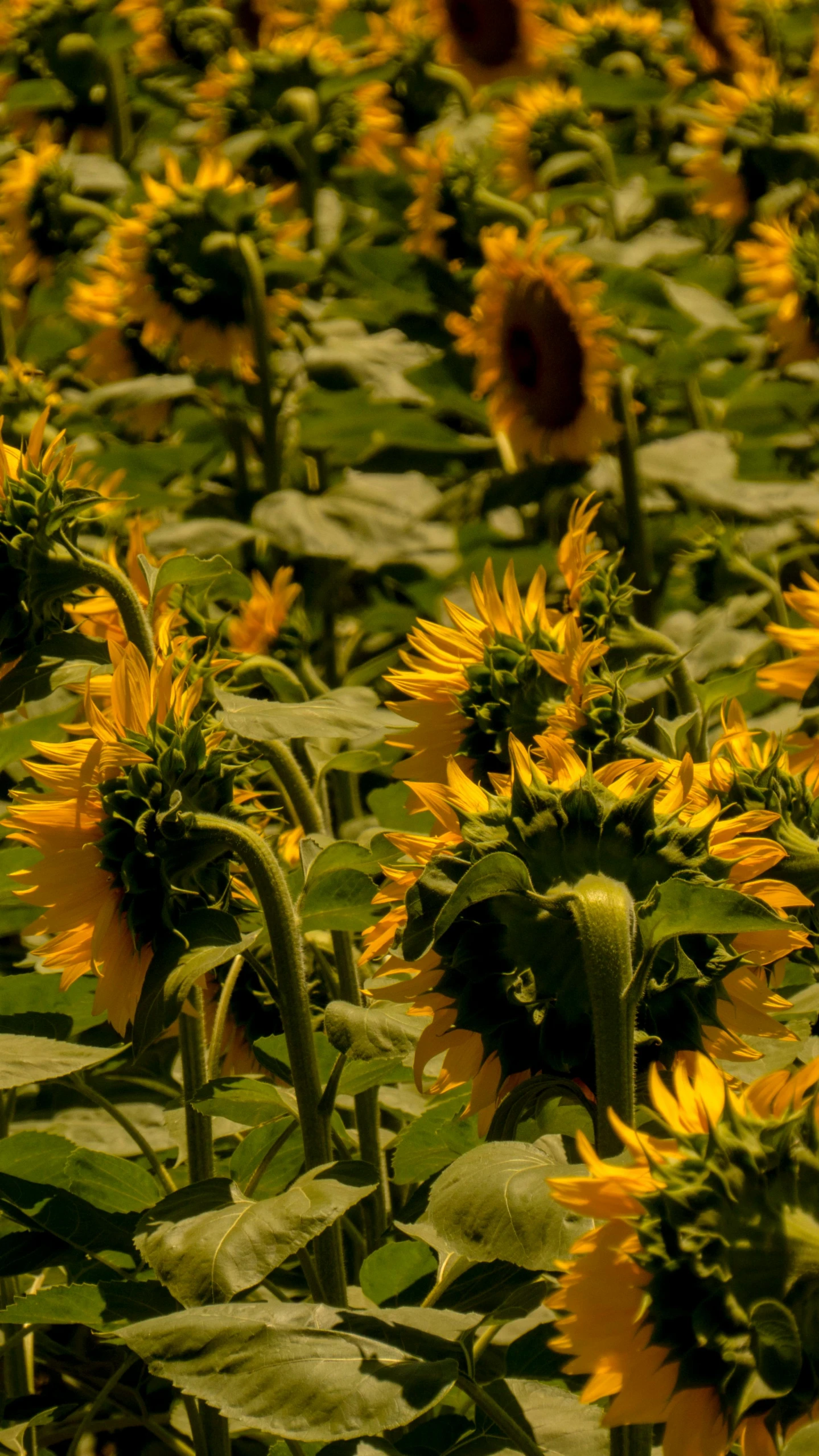 the large field of sunflowers has been blooming