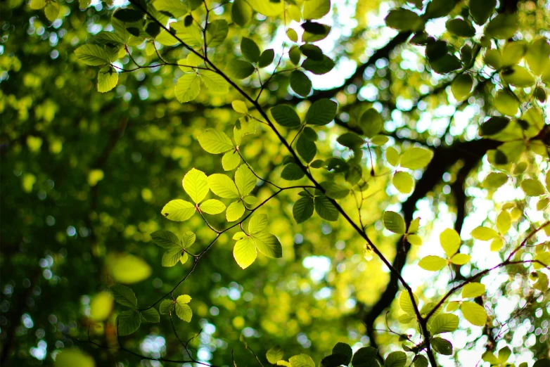 a tree nch with green leaves and bright sunlight