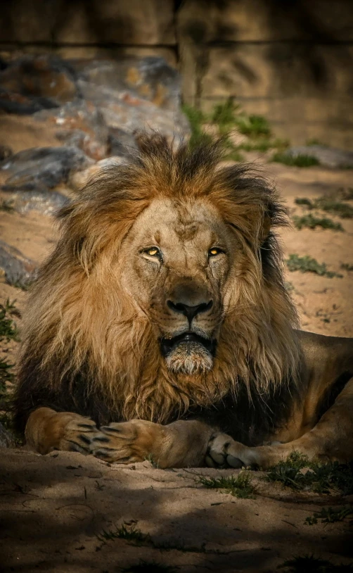 a brown lion laying in the dirt looking straight at camera