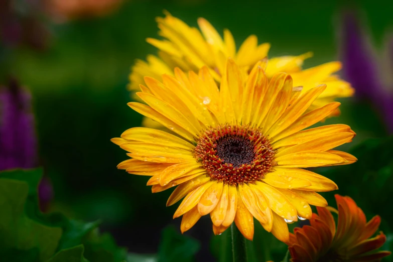 yellow flower with red center in a green setting