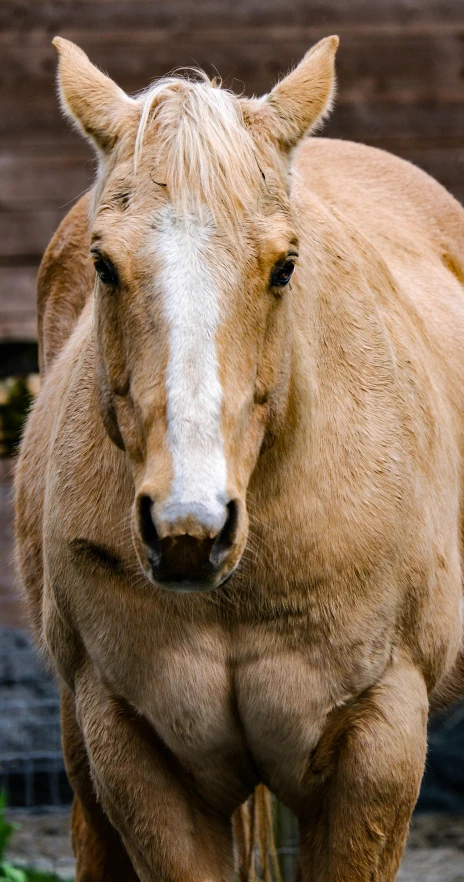 a close up of a horse near a fence